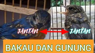 Download Lagu Cara membedakan TLEDEKAN gunung dan bakau TROTOL  jantan dan betina MP3