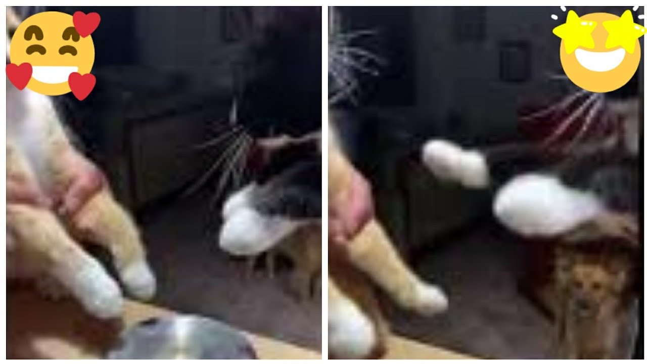 Funny Cats Drumming Video 😂 YouTube