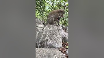 LITTLE BANDIT: Monkey Brother Grabs Toys and Makes a Run for It! 🐒😂#funny #funnyanimals #usa #trend