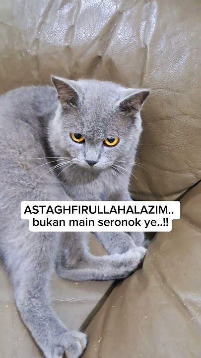 bila dapat masuk dalam rumah..😆😅 #fypシ゚viral #viralvideo #cat #funny #catlovers #britishshorthair