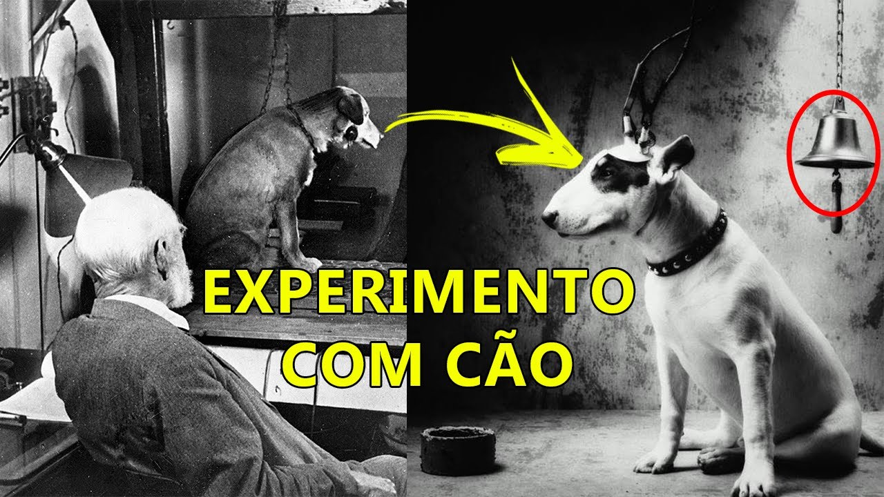 Experimento Com CÃo O Cão De Pavlov Youtube