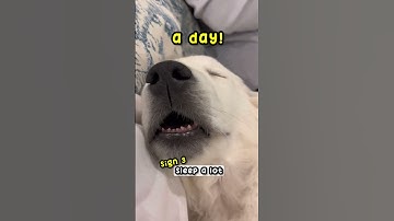 Thumbnail of 4 Signs Your Dog Is Happy! 🐶 #dog