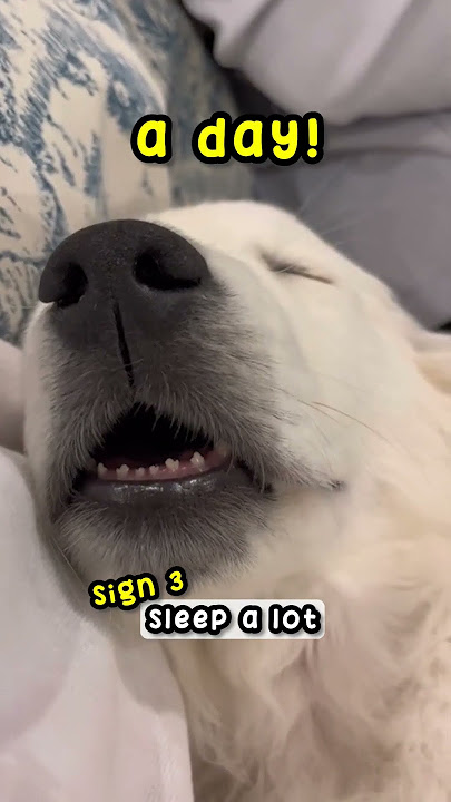 4 Signs Your Dog Is Happy! 🐶 #dog