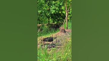 nay đi làm vườn nhà nướng cá lóc ăn chơi . mời cả nhà ăn cùng mình nha🥰