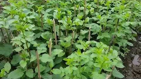 Kỹ thuật trồng hoa thược dược đón tết, không xem lãng phí