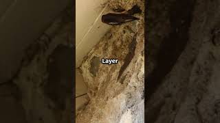 How Swallows Build Their Nests #Swallows #BirdNesting