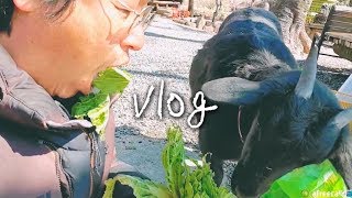 SUB) Joona's Vlog(Real country life, animal farm)