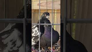 2021 flying tipplers black and yellows 2022 preparations for breeding