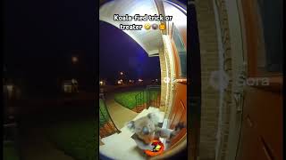 'Koala-fied Trick-or-Treater Caught on RingCam!' #sora2 #trickortreat #aivideo #aiviral #ringcamera