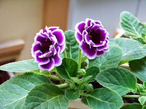 Video: Gloxinia Türleri Ve çeşitleri (37 Fotoğraf): Terry Gloxinia'nın Tanımı, 