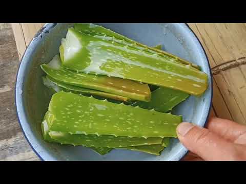 Video: Puas yog aloe vera noj tau?