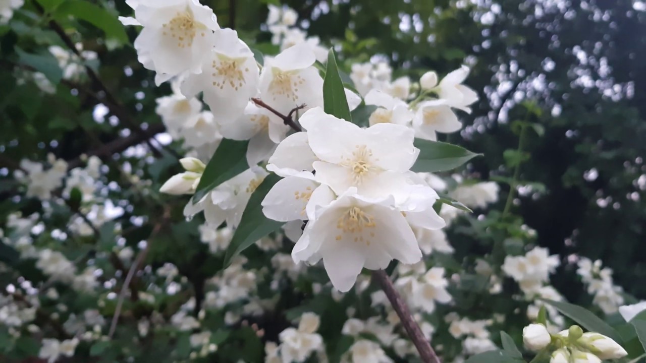 origami instructions Jasmine flower blooms in may Jasminum officinale