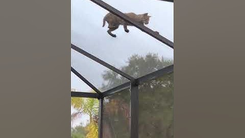 Bobcat Vs. Squirrel!