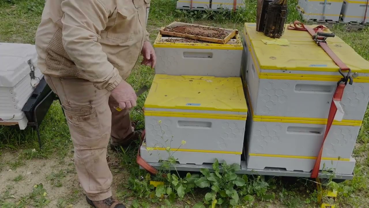 Stop Letting Weak Hives Fail – Do THIS Instead