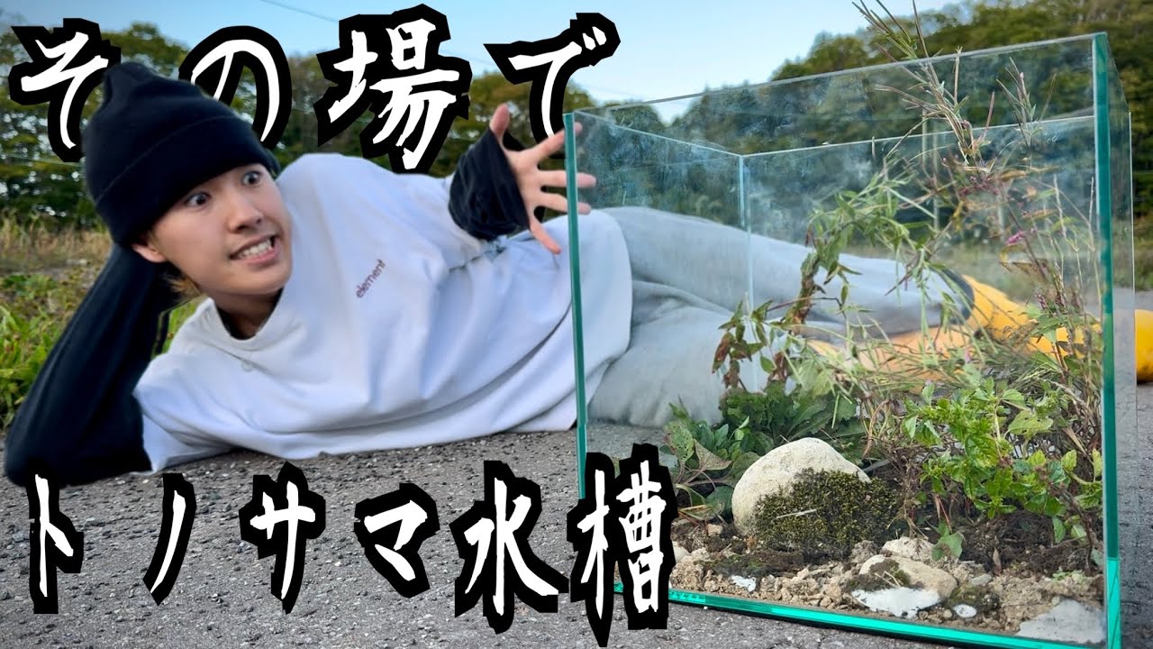 トノサマバッタを大量に捕まえてその場で