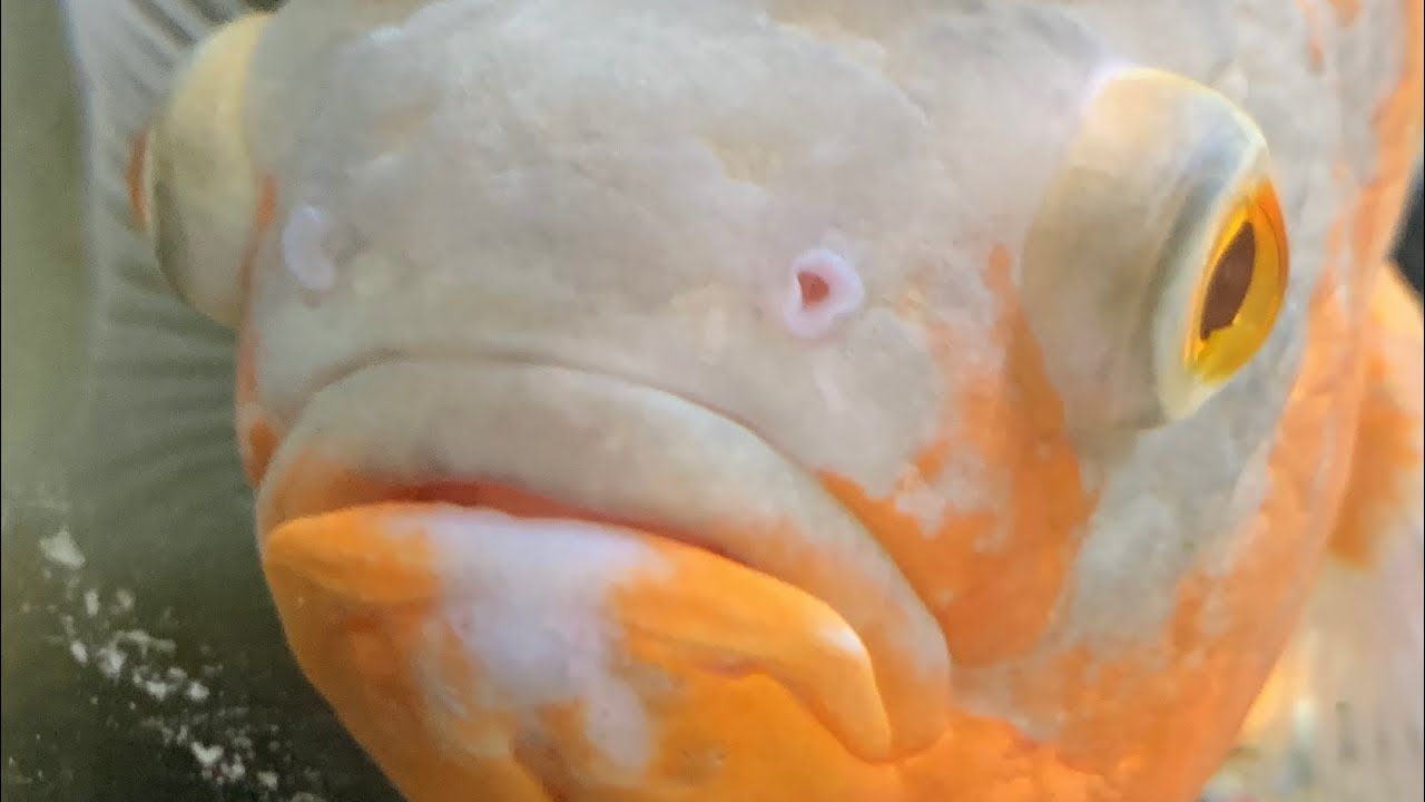 Albino Oscar Cichlid Eating Pellets 