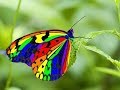 Most beautiful butterflies in the world 2020