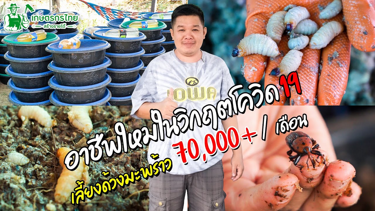 ชมสวนเกษตรกรไทย l Ep30 ตอน วิกฤตโควิด19 ทำให้พบอาชีพใหม่ เลี้ยงด้วงมะพร้าว รายได้ 70,000 บาท/เดือน