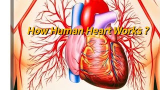 How Human Heart🫀works ? #viralvideo #trending by Learn With Facts 69 views 7 months ago 1 minute, 33 seconds