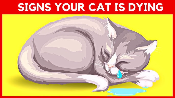 15 things cats absolutely hate - Webbox