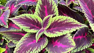 How I Care For Coleus During Winter