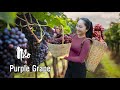 Harvesting grape  goes to the market sell cooking vegetarian dishes  emma daily life