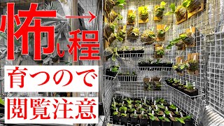 「DIY」A box where plants grow super