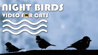 CAT TV - Night Birds. Bird Video for Cats to Watch. CAT TV - Night Birds. Bird Video for Cats to Watch.