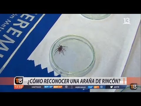 Video: ¿Hay reclusas pardas en Colorado?