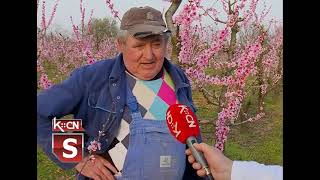 Breskva I Nektarina U Cvetu