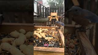 Feeding Crows: Eastern Bluebird Edition (Day 83)