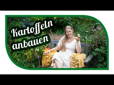 Video: 5 Gärtnerfehler, Die Bei Der Lagerung Zum Verderben Der Kartoffeln Führen