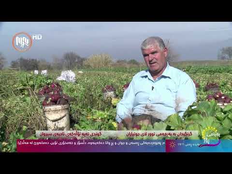 گرنگیدان به به رهه می توور لای جوتیارانی ناحیه ی سیروان