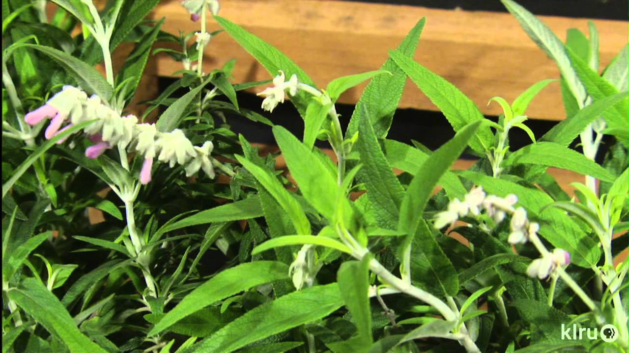 Drought plants that stand out|Vivero Growers Nursery|Central Texas Gardener