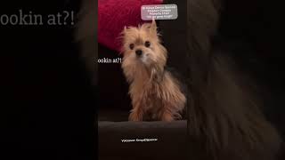 What you looking at?! #dog #comedy #trending #funny #dogs