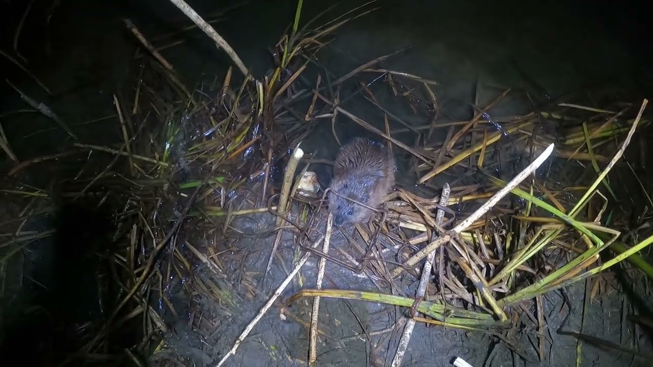 Охота на ондатру. Постановка на яблоко у норы.