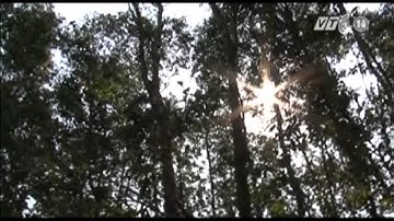 VTC14_19 tỉnh thành có nguy cơ cháy rừng cấp 5