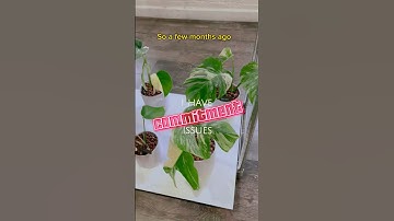 I have COMMITMENT issues #shorts #mosspole #philodendron #propagation #houseplants #plantcare #tips