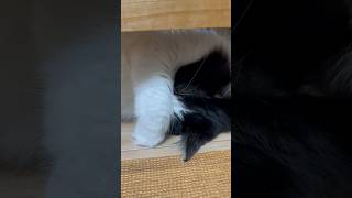 顔隠して寝る猫 cat ノルウェージャンフォレストキャット 猫