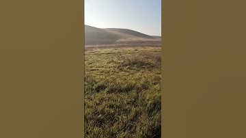 Moving in on the point! #pheasanthunting #gsp #pointer #hunting #huntingdog #birddog #birdhunt