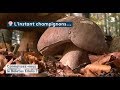 Linstant champignons  le boletus edulis