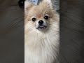 ちびポメがお金を稼ぐ方法 #ポメラニアン#shorts