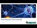 Lesson Video - How Neurons Communicate