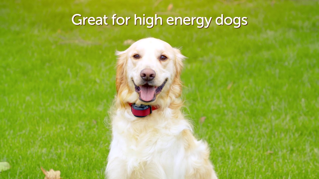 How to Choose between a Stubborn Dog or Standard Dog Collar