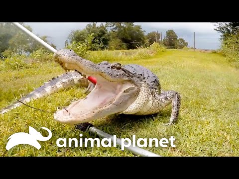 Game Warden Relocates an ALLIGATOR! | Lone Star Law | Animal Planet