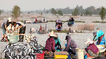 KHỦNG KHIẾP sợ sống gió gê tợn chạy qua ranh giới Campuchia đổ dớn hầu hợp hốt chọn 1 tấn cá