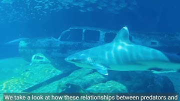 "Harmony of the Wild: Exploring Predator-Prey Dynamics in Nature"