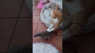 scusate l'intro 😅 #animalidivertenti #adorabile #cat #perte #animals