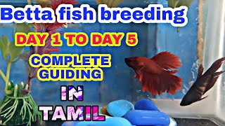 Betta fish breeding tamil-betta breeding full guiding tamil-fighter breeding tamil-all news of betta