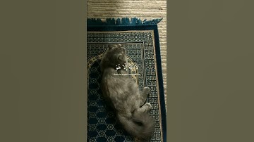 ﴿ وَاذْكُرِ اسْمَ رَبِّكَ وَتَبَتَّلْ إِلَيْهِ تَبْتِيلًا ۝ ﴾|القارئ عبد الرحمن مسعد|سورة المزمل